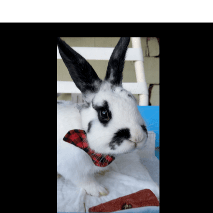 Jeanette B. comparte la foto de Mr. Mustachiou, un hermoso y elegante conejito.