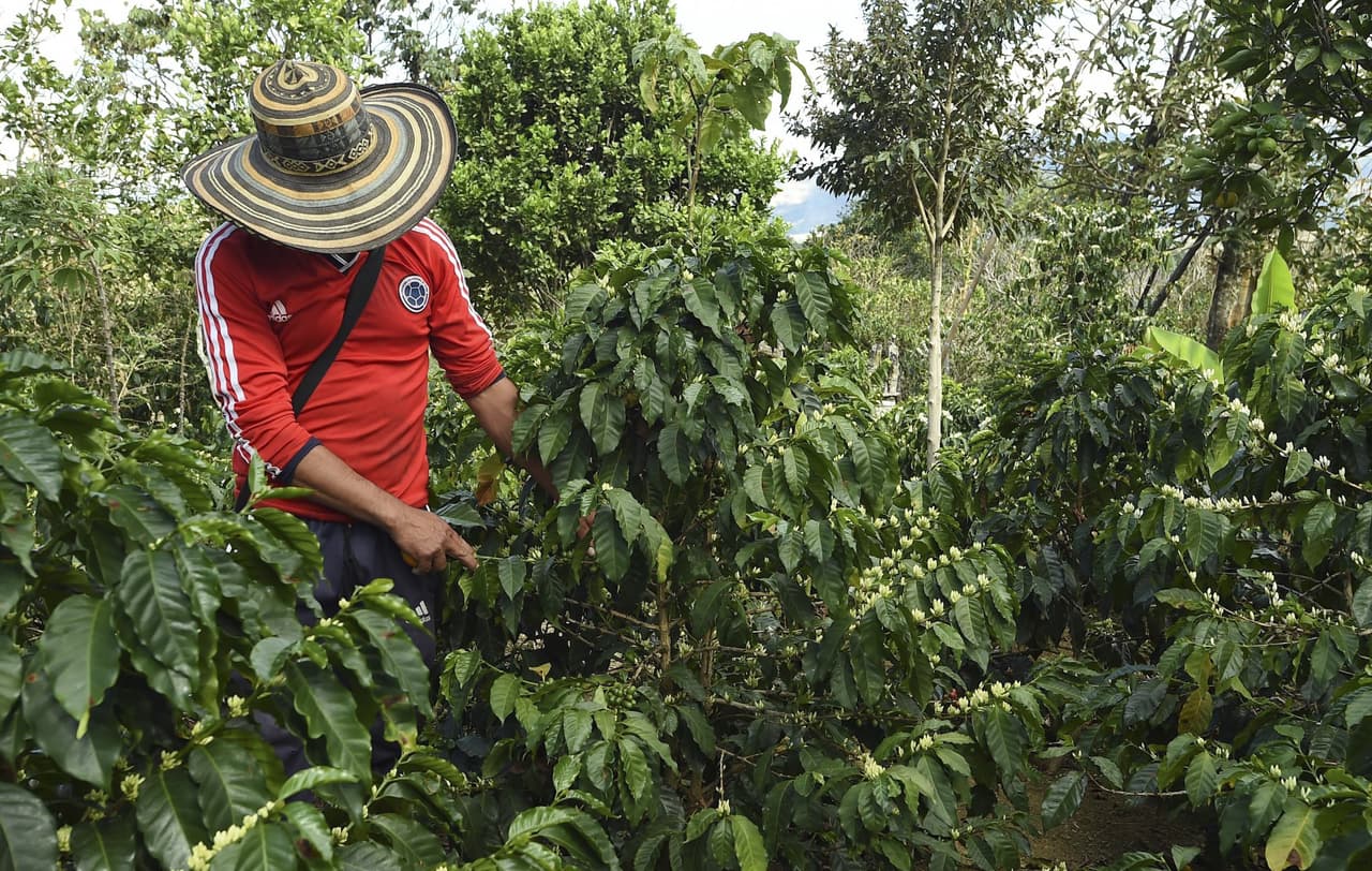Un estudio propone fijarse más en las abejas para proteger el cultivo de café