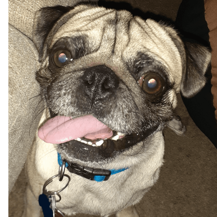 Mochis es el sobrino canino de Briant Andrade.