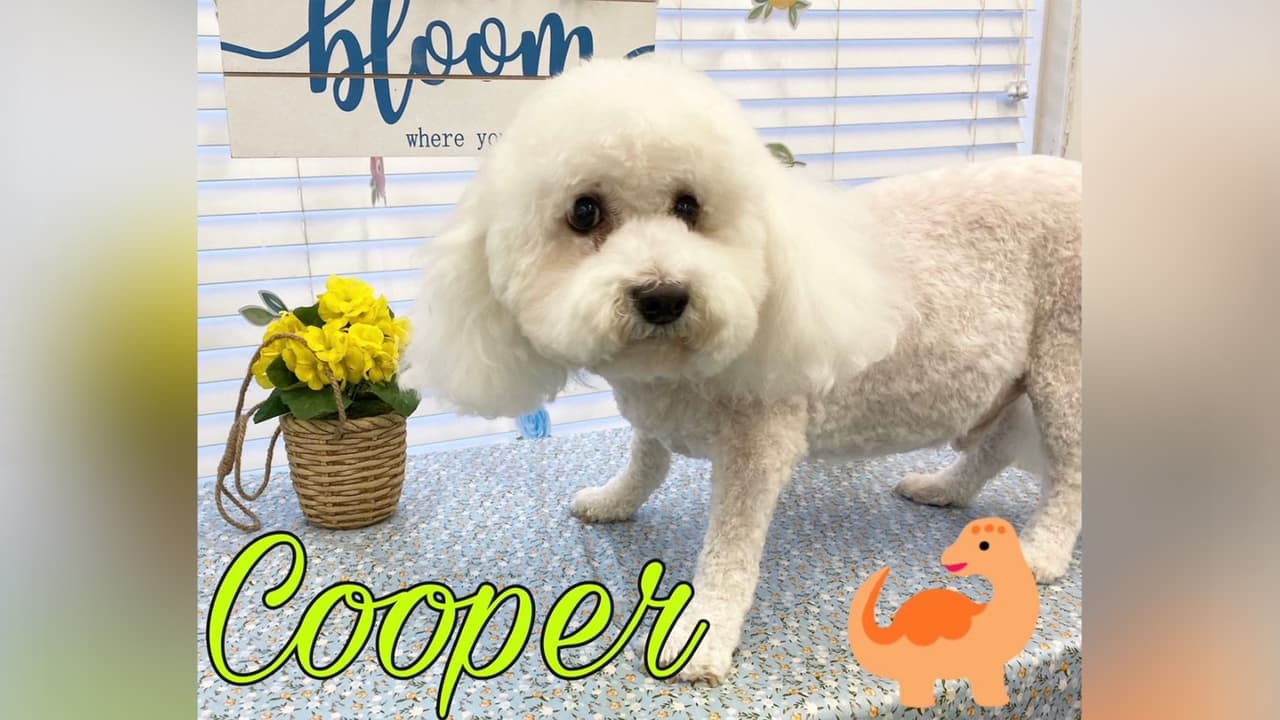 Cooper es uno de los perros de Martha Kattan