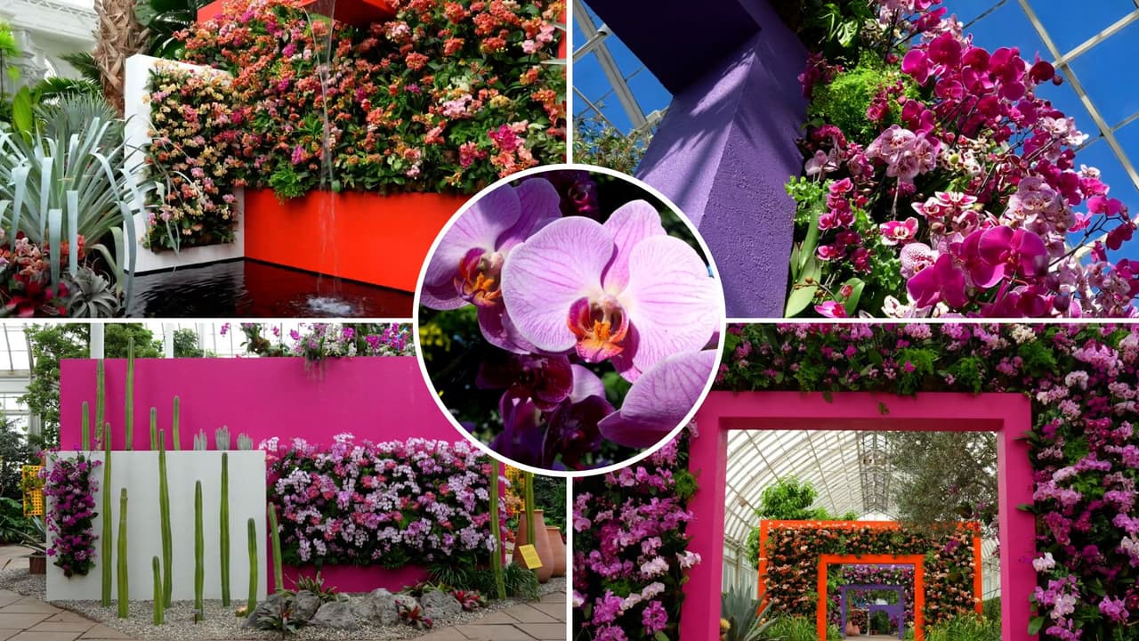 Orquídeas y colores mexicanos: Jardín Botánico de Nueva York celebra festival anual