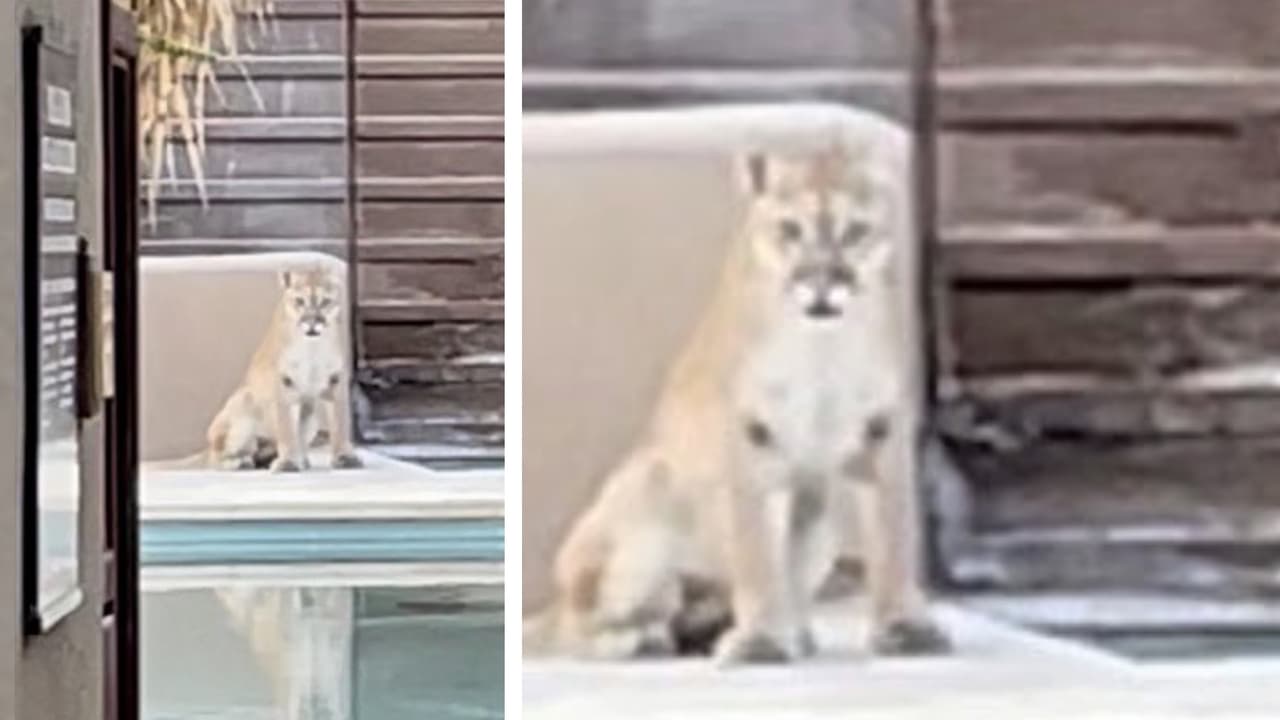 Este puma visita la piscina de un resort en Arizona en medio de la ola de calor