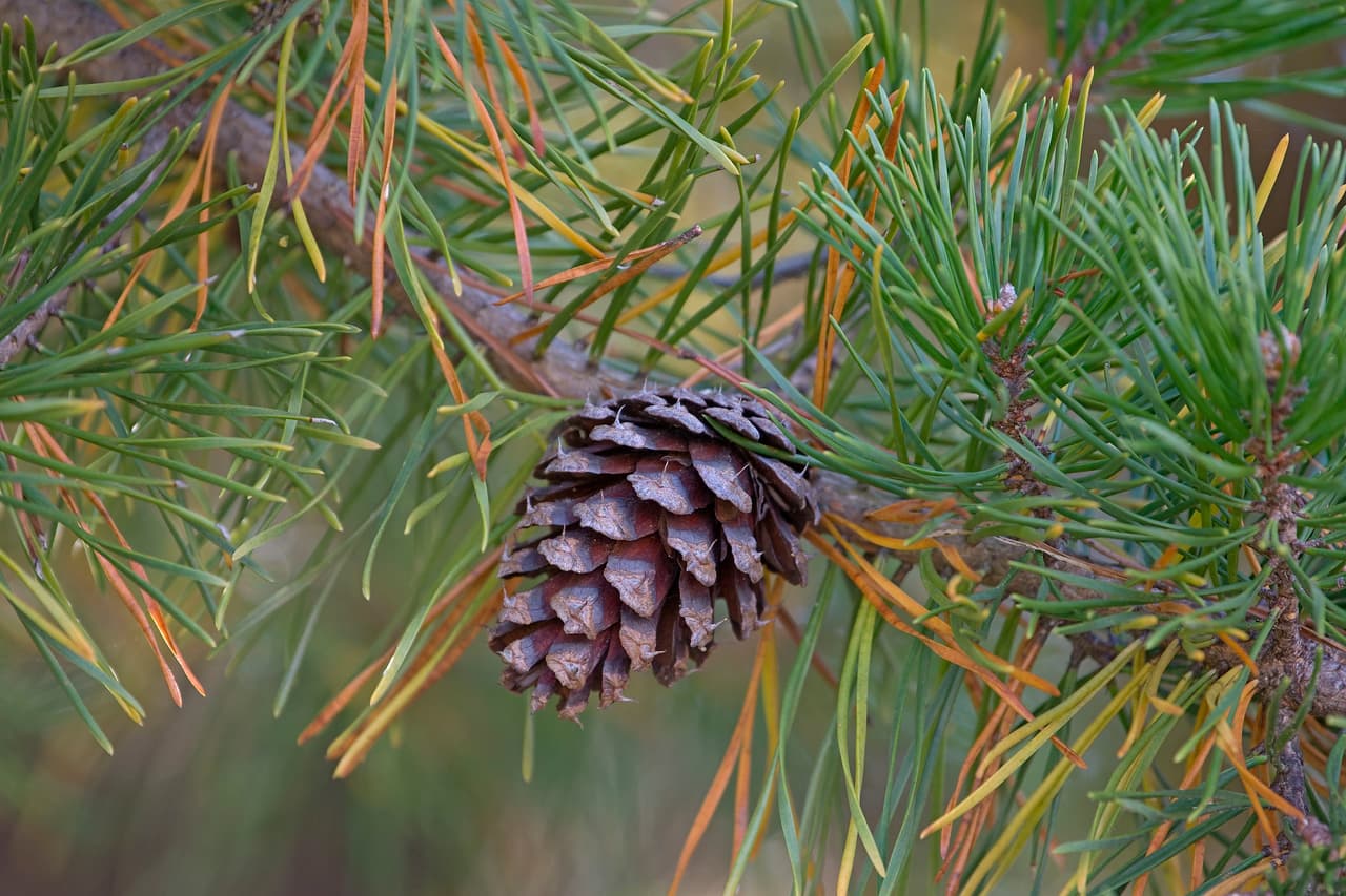 Al comprar un árbol natural las ramas o agujas deben estar verdes y debe resultar difícil arrancarlas. El tronco debe estar pegajoso y si al rebotar sobre el suelo caen muchas agujas, significa que se cortó hace mucho tiempo, se secó y constituye un riesgo de incendio.
<br>
<br>