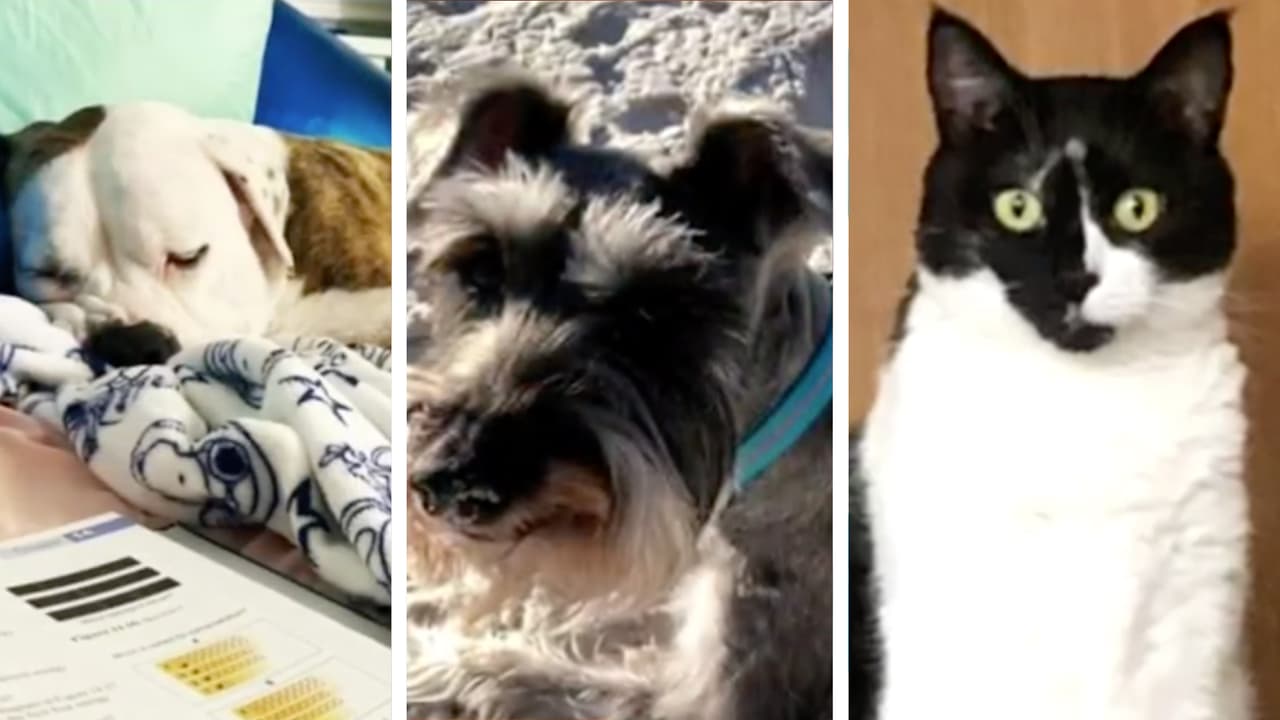 Las mascotas dejadas atrás: el dolor de quienes salvaron su vida, pero perdieron a sus animales en el derrumbe de Surfside