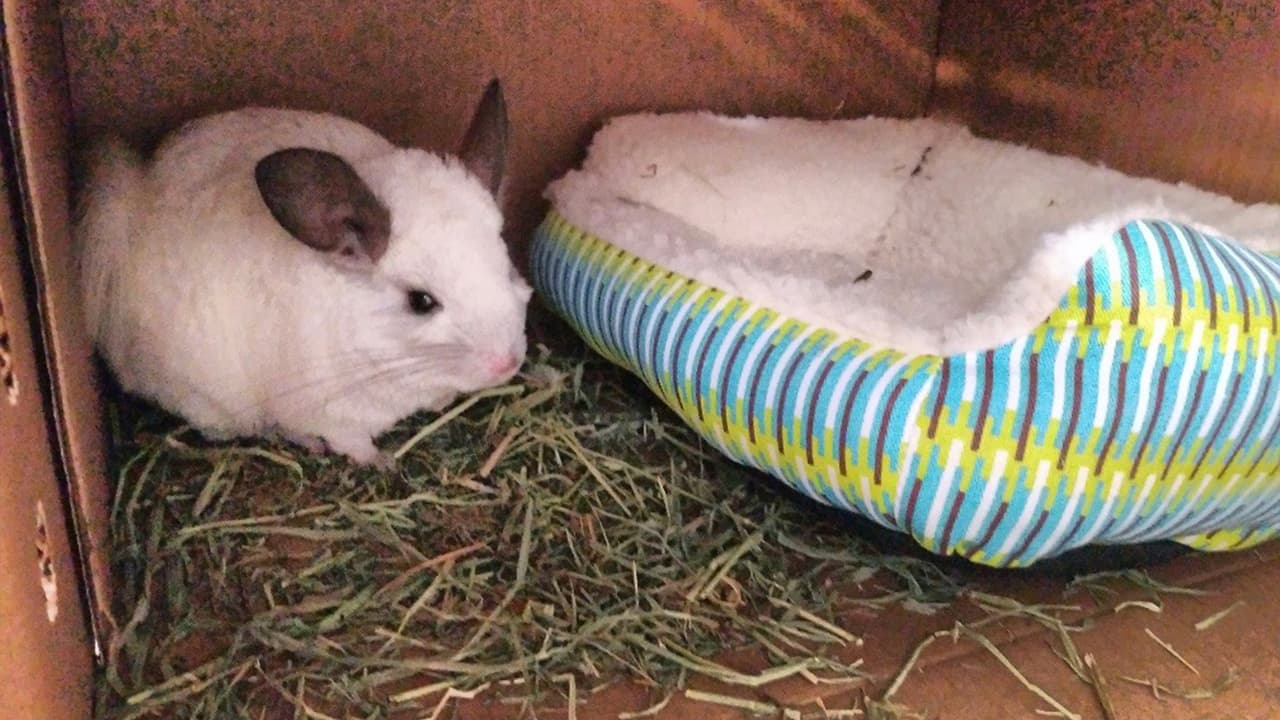 Oficiales de la Oficina del Alguacil Precinto cinco del condado Harris, rescataron más de 40 animales de un apartamento en Houston, el pasado miércoles.