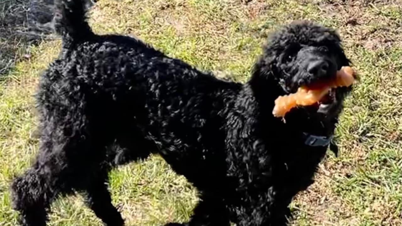 "Reese es una cachorrita Goldendoodle de 6 meses", dijo America Ruiz sobre su mascota.