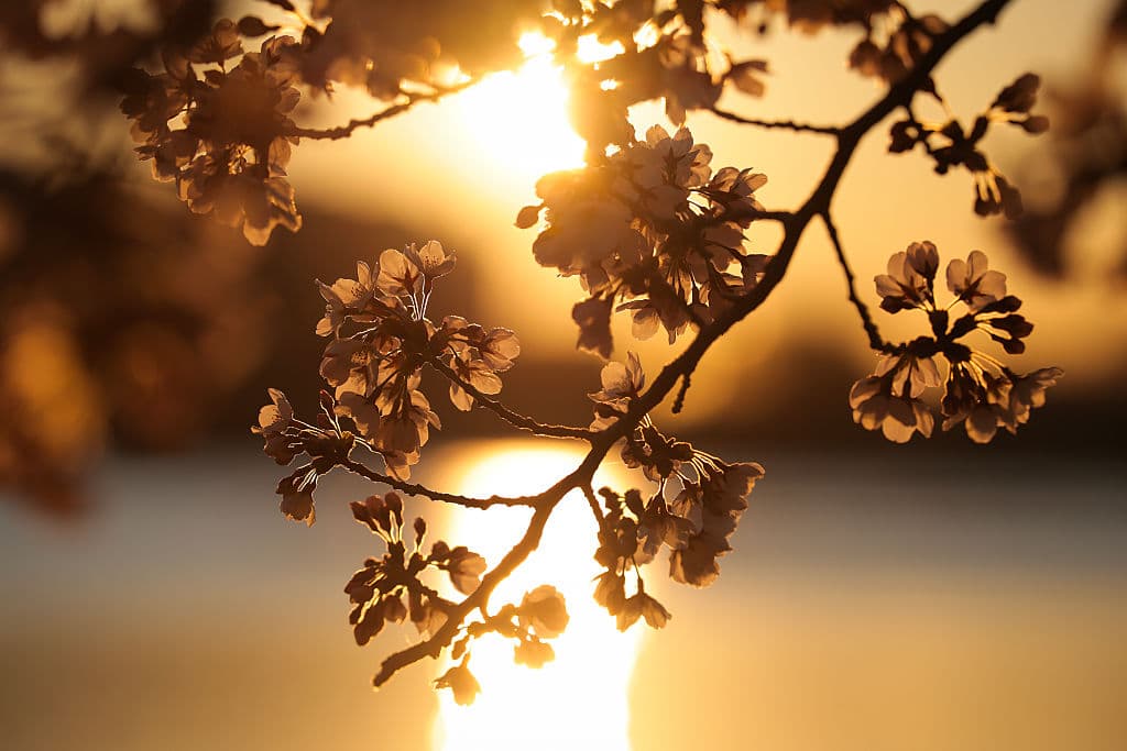 Quienes evitan las multitudes, escogen ir al amanecer a captar imágenes de los cerezos en flor, desde el centro de Washington D.C.
