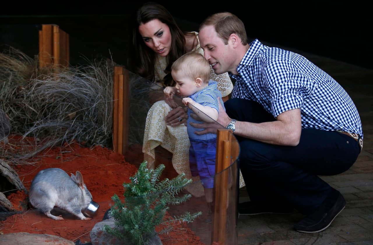 La duquesa de Cambridge y el príncipe William miran a su hijo entretenido, mientras observa a un animal australiano llamado Bilby en Sidney. El pequeño tenía 1 año y 9 meses de edad.