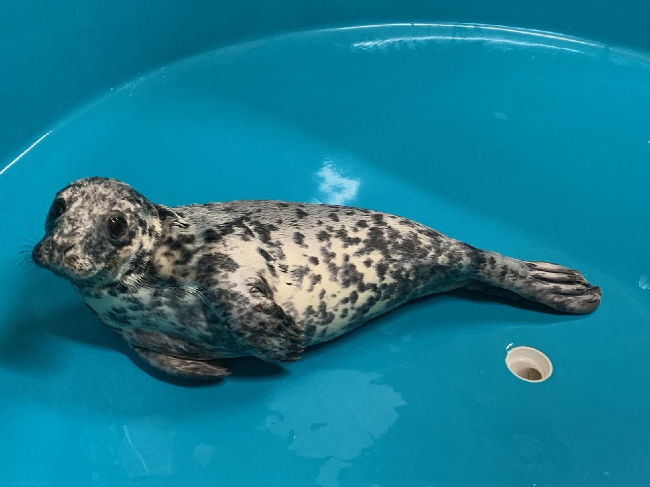 Las focas suelen darse un festín a lo largo de la costa de Nueva Jersey durante esta época del año debido a las temperaturas más bajas del agua. A pesar de su linda apariencia, se aconseja a las personas que no molesten a las focas en la playa y que se mantengan al menos a 100 pies de distancia de ellas.