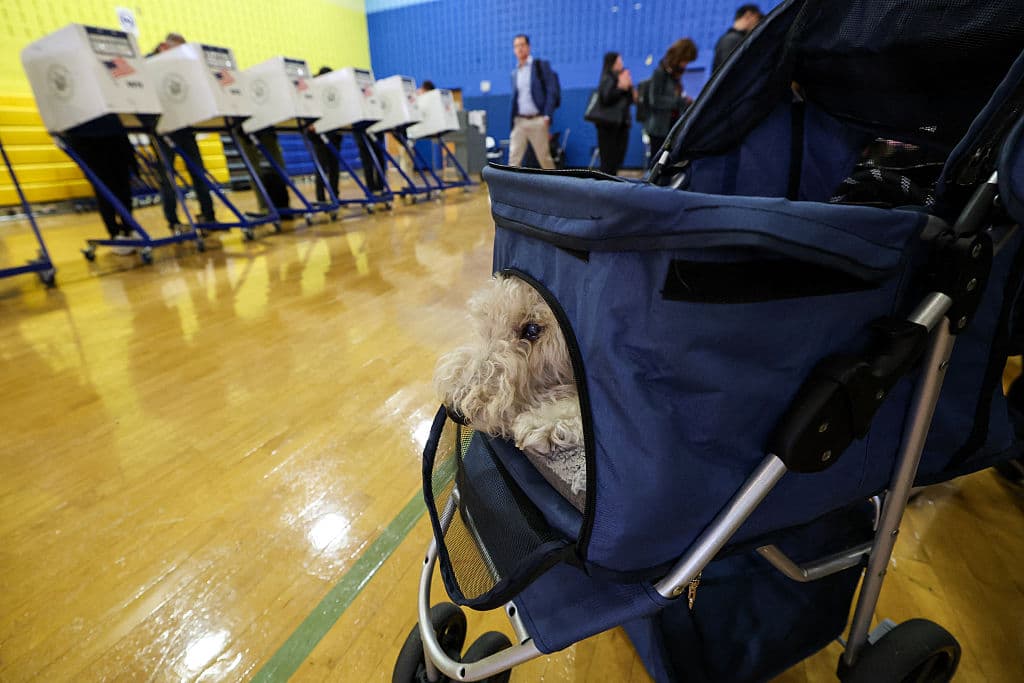 El New York Times reportó que 
<b>el domingo, 2 de noviembre, 151,000 electores participaron de la votación adelantada.</b>
<br>El mismo medio explica que la alta participación entre los votantes menores de 35 años redujo a 50 años la edad promedio de los votantes presenciales.