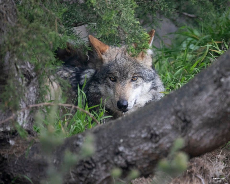 Tras la muerte de dos lobos grises mexicanos que fueron trasladados a San Francisco en 2016, las hembras llegaron a una nueva vida al zoológico.
<br>