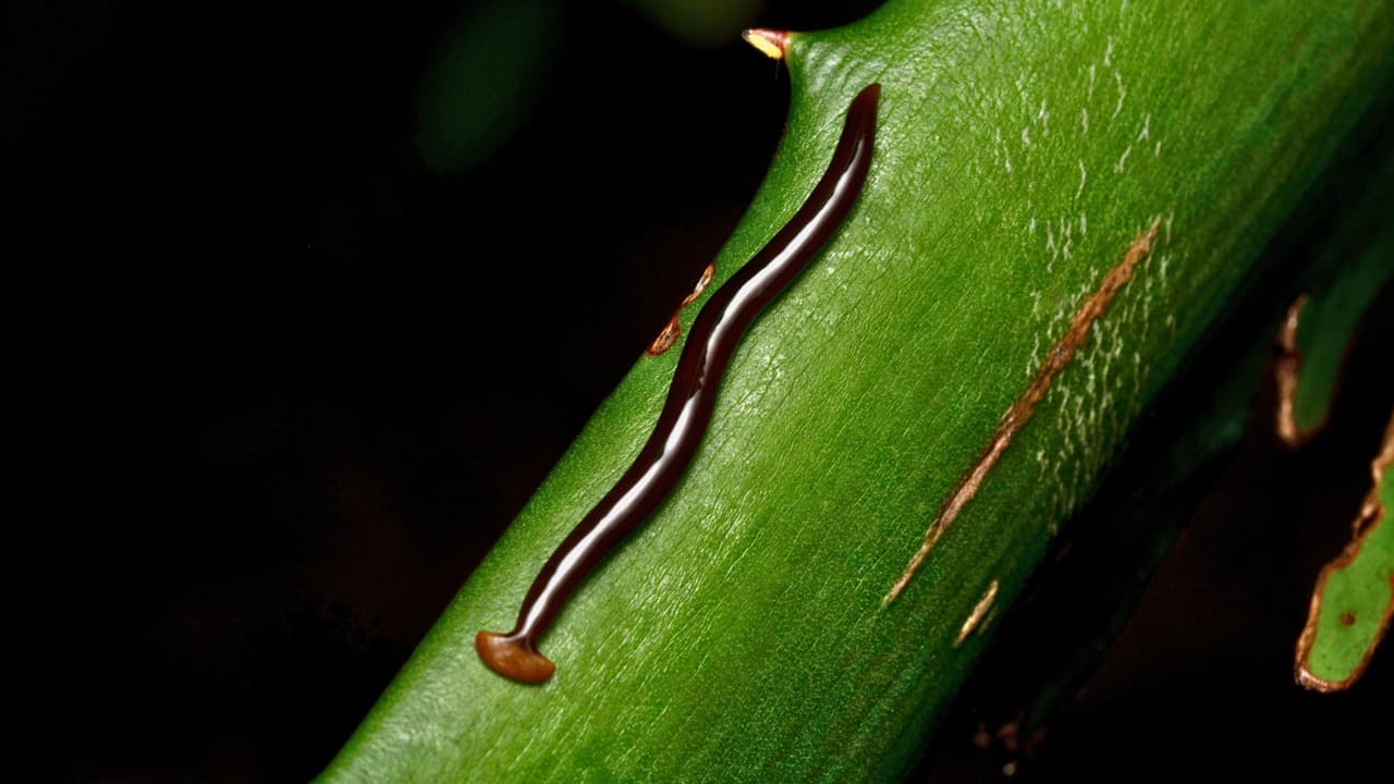<h3 class="cms-H3-H3">En resumen</h3>
<br>
<b>Los gusanos cabeza de martillo no te harán daño si no los tocas</b>, pero pueden afectar al ecosistema de tu jardín. Ya están en Texas, así que es importante 
<b>saber reconocerlos y actuar con cuidado.</b>