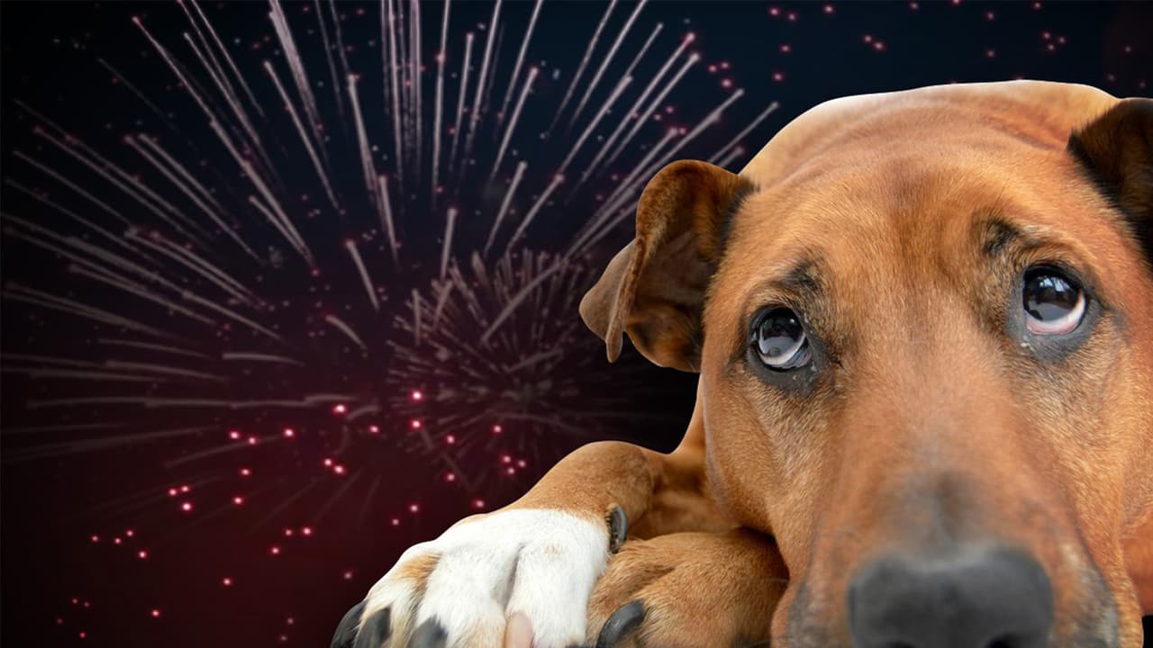 <b>Medidas para perros</b>
<br>Si en casa tienes 
<b>perros</b>, puedes poner en marcha alguna de 
<b>estas estrategias</b>:
<br>
<br>
<b>No lo dejes solo</b> mientras están las detonaciones. Abrázalo y hazlo sentir seguro.
<br>
<b>Dale su juguete o <i>snack </i>preferido</b>. Esto ayuda a que se distraiga y se sienta mejor.
<br>
<b>Pon música a un nivel medio</b>. Contrarrestar el sonido de las explosiones con música relajante parece tener un efecto tranquilizador en los perros.
<br>
<b>Si tu perro es demasiado nervioso</b> o ha tenido antecedentes de problemas como convulsiones, lo mejor es que consultes al veterinario, quien puede recomendarte medicamento.