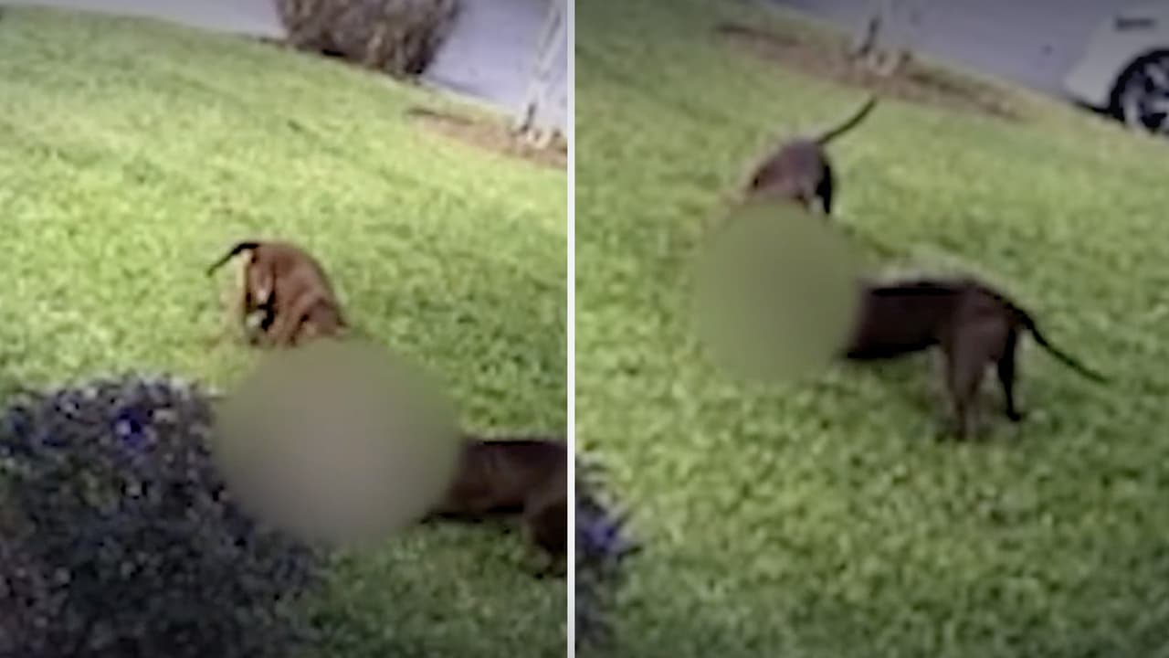 Perros violentos aterrorizan a vecinos de un condado de Florida 
