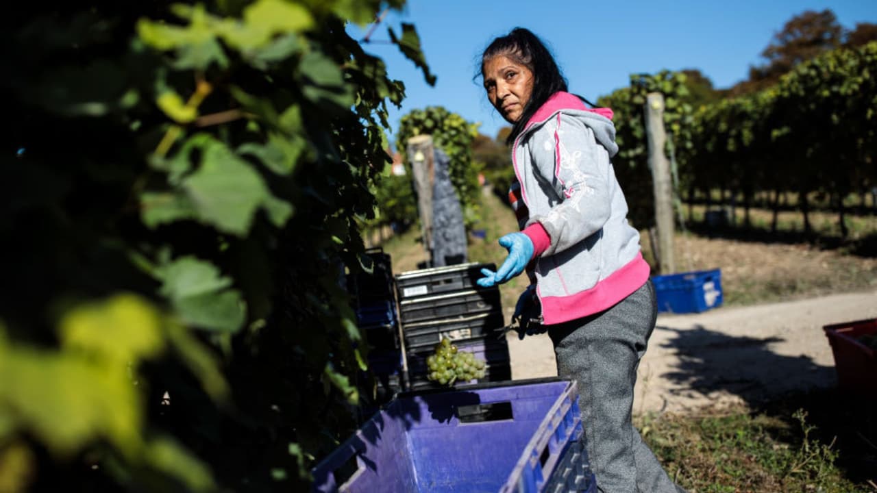 <h2 class="cms-H2-H2"><a href="https://www.univision.com/local/miami-wltv/ley-inmigracion-florida-empleadores-mantengan-trabajos-indocumentados-penalizados">¿Empleadores que mantengan en sus trabajos a indocumentados serán penalizados? </a></h2>
<br>
<br>La nueva ley dice que un empleador con 25 o más empleados deberá verificar que estos no sean indocumentados. Tiene que hacerlo a través de la aplicación E-Verify. 
<a href="https://www.univision.com/local/miami-wltv/ley-inmigracion-florida-castiga-empresas-contraten-indocumentados-choferes-trasladen?ppp" target="_blank">De no hacerlo de esa manera, sería multado con 1,000 dólares al día.</a>
<br>
<br>De acuerdo 
<a href="https://www.univision.com/local/miami-wltv/indocumentados-temen-ser-separados-de-sus-familias-con-la-nueva-ley-contra-migrantes-de-florida-video" target="_blank">con la nueva ley</a>, 
<b>la verificación es solo para nuevos empleados, pero también dice que se prohíbe seguir empleando a un extranjero no autorizado</b>, cuando se confirme que no tiene documentación.
<br>
<br>Además, amenaza también con 
<b>retirar de por vida las licencias de operación</b> a las empresas que reincidan en la contratación de indocumentados.
<br>
<br>La sección 6 de la ley indica que 
<b>“un empleador deberá verificar la elegibilidad del empleo de cada nuevo empleado dentro de los 3 días hábiles después del primer día de trabajo”</b>.
<br>
<br>“Los que tienen menos de veinticinco empleados no están obligados a llenar el sistema de E-Verify, sin embargo, 
<b>tiene que llenar el formulario I-9</b>. Si el empleador cumplió con este requisito, no debe tener ningún problema”, dijo el abogado de inmigración José Guerrero.
<br>
<br>La ley no estipula una 
<b>verificación en el sistema E-Verify de los empleados contratados antes del 1 de julio del 2023</b>, pero sí penaliza a aquellos empleadores que saben 
<a href="https://www.univision.com/local/miami-wltv/nueva-ley-inmigracion-florida-trabajadores-indocumentados-temen-ir-empleos?pppaaa" target="_blank">que tienen trabajadores indocumentados</a> y los mantienen en sus puestos de trabajo.
<br>
<br>“Posiblemente estas personas que no tenían reglamentación legal o documentos legales, posiblemente van a tener que pasar por dicho proceso”, dijo el abogado de inmigración Luis Victoria.
<br>
<br>La ley también 
<b>contempla auditorías aleatorias </b>de estas empresas para verificar el cumplimiento del uso del E-Verify y aumenta las multas por emplear, contratar o referir inmigrantes en situación irregular para puestos públicos o privados.
<br>
<br>Si bien la nueva legislación entra en vigor el 1 de julio, 
<b>las auditorías a las empresas por la utilización del programa federal E-Verify comenzarán a mediados de 2024.</b>