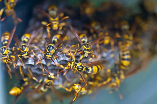 El Departamento de Agricultura de Texas informó que residentes han denunciando avistamiento de 
<b>“avispones asesinos”</b> de Asia en el estado.