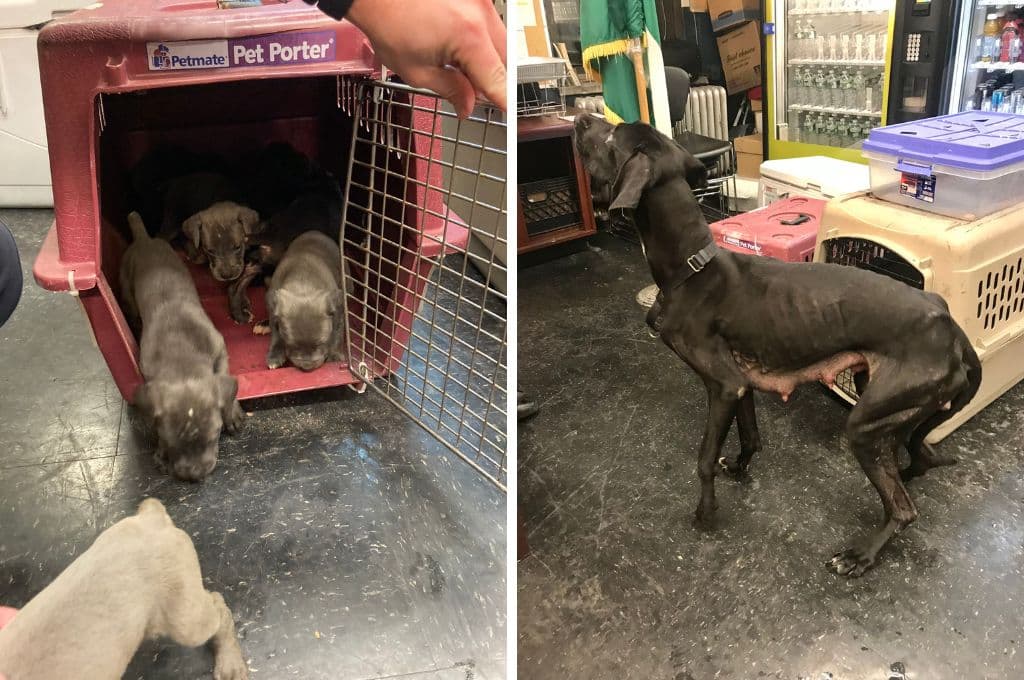 Siete cachorros y su madre en mal estado son rescatados por policías; arrestan al dueño