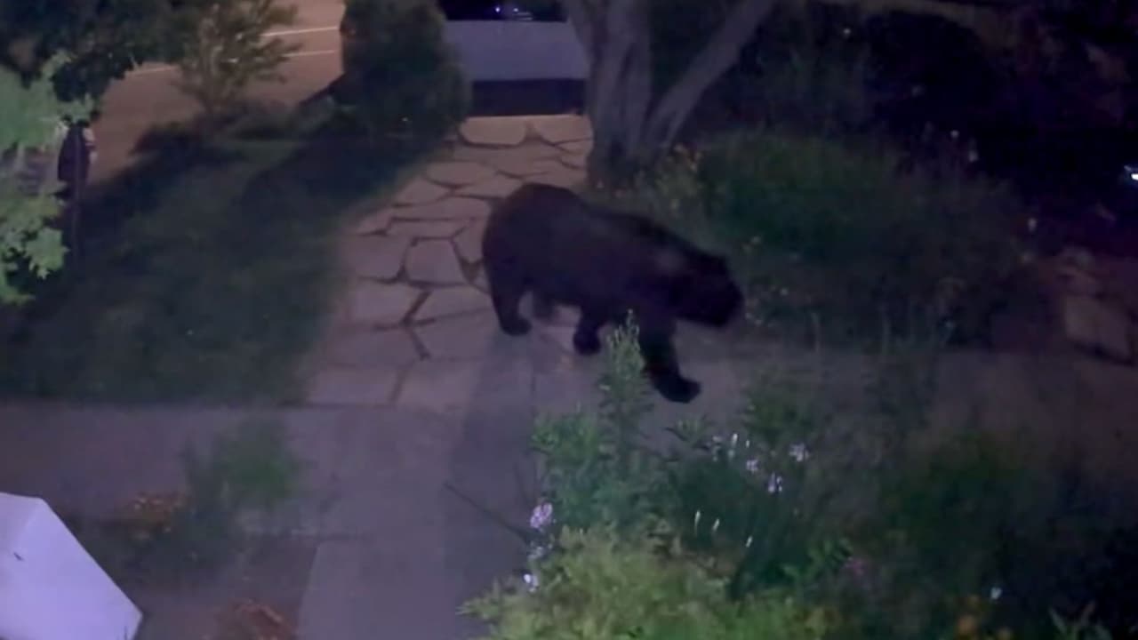 Cámara de seguridad capta a un oso negro en el patio de una casa del Área de la Bahía