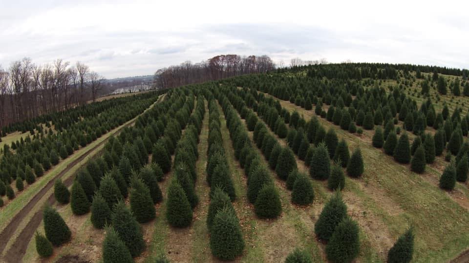 <b><a href="http://yeagersfarm.com/index.html">Yeagers Farm: </a></b>Corte su propio abeto Fraser, Douglas o Canaan, o elija un abeto Douglas o Fraser recién cortado en esta granja de Phoenixville. No hay paseos en carruajes ni visitas de Papá Noel este año, pero, con una ocupación menor, la tienda de regalos está abierta. 📍 
<a href="https://g.page/yeagersfarm?share">1015 Pike Springs Rd., Phoenixville</a>