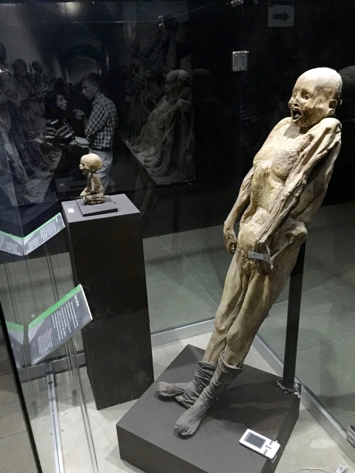 Los cuerpos momificados provienen del Panteón de Santa Paula.