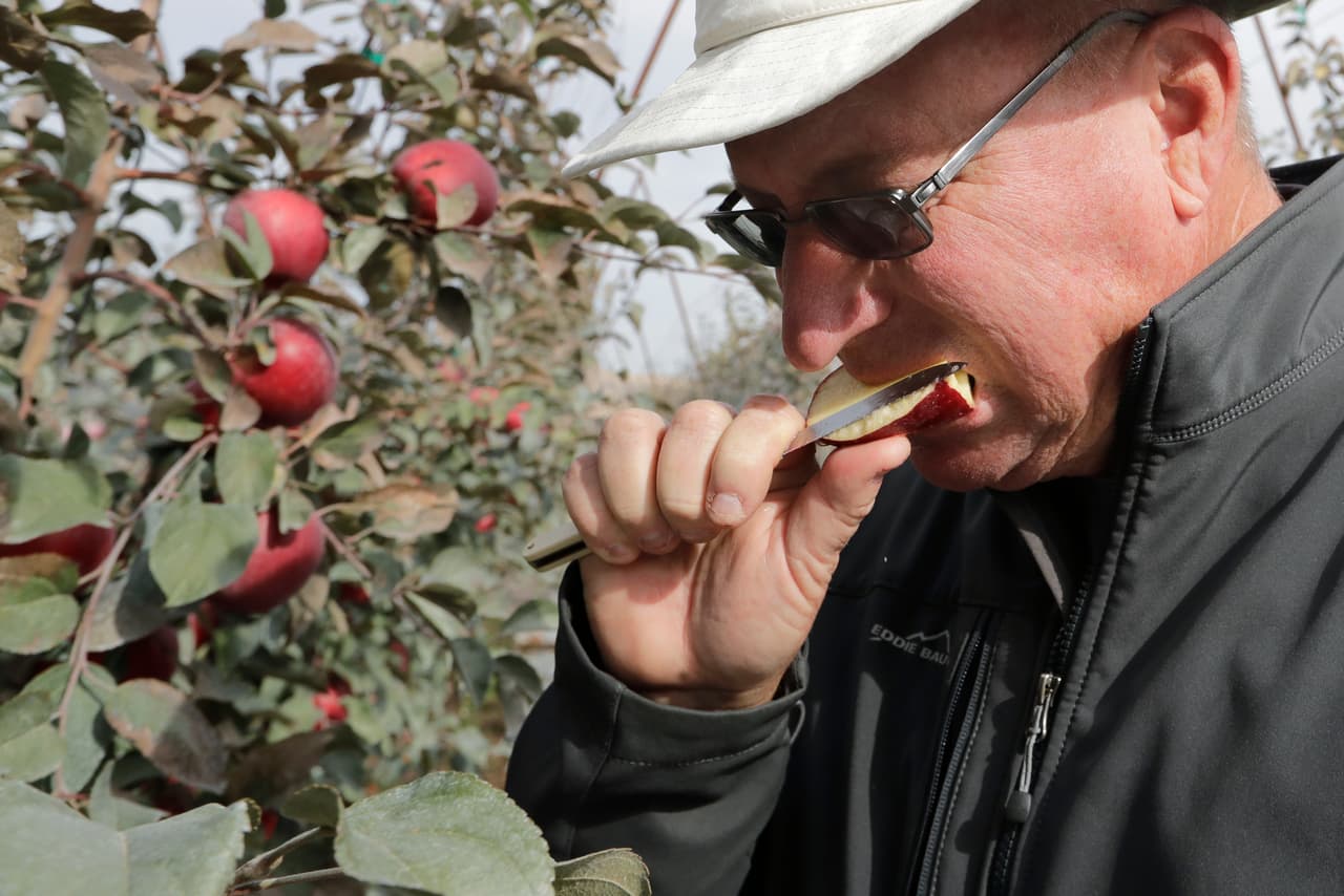 "Nunca había visto una manzana más bonita en el huerto que estas", dijo Aaron Clark, de Yakima, cuya familia posee varios huertos en Washington y ha plantado 80 acres de esta variedad. "Esta manzana tiene una buena oportunidad para ser un éxito", dijo Clark. "Más vale que lo sea, porque vamos a tener muchas de ellas".