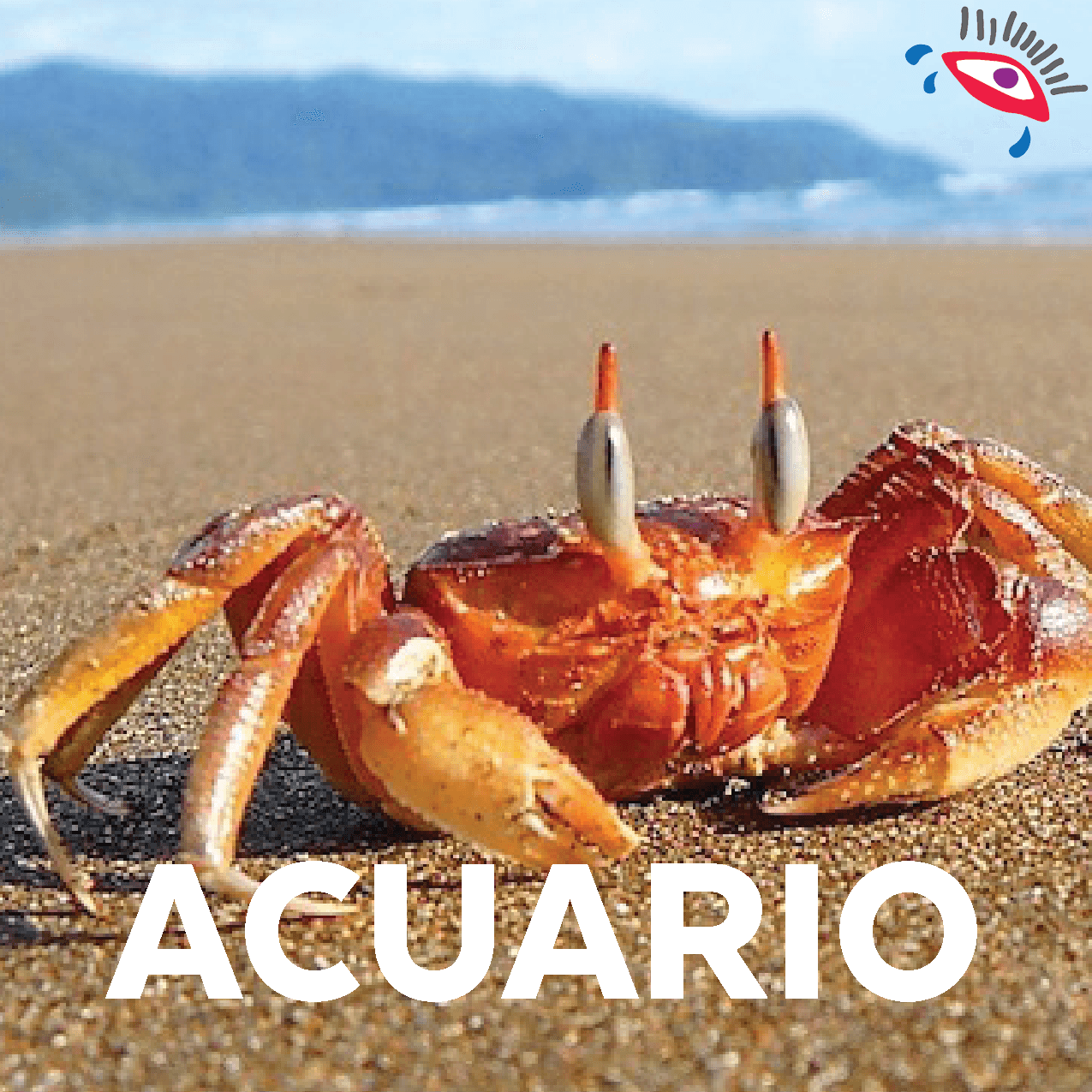 Simplemente no puedes estar lejos del mar, tu naturaleza es el agua. Volverás en un cangrejo feliz y carismático.