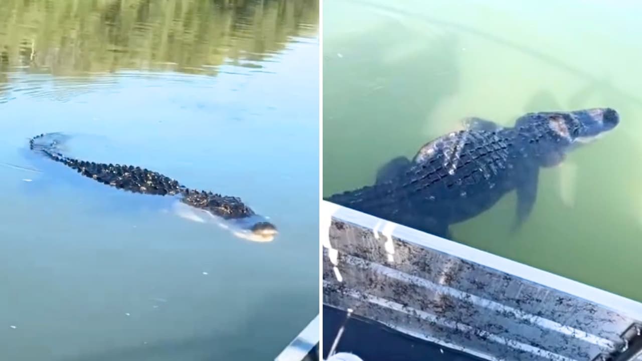 Graban a un caimán nadando en el Río Bravo