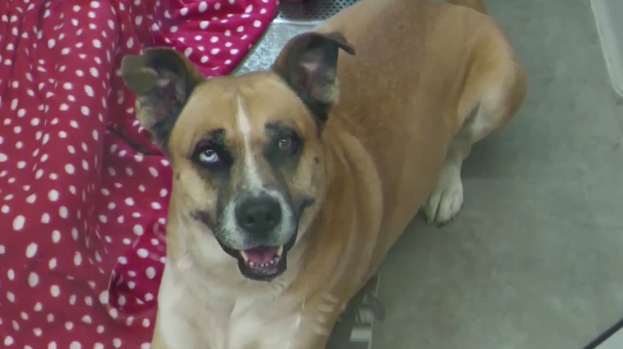 Mascotas, otras víctimas de la salud mental o violencia de sus dueños