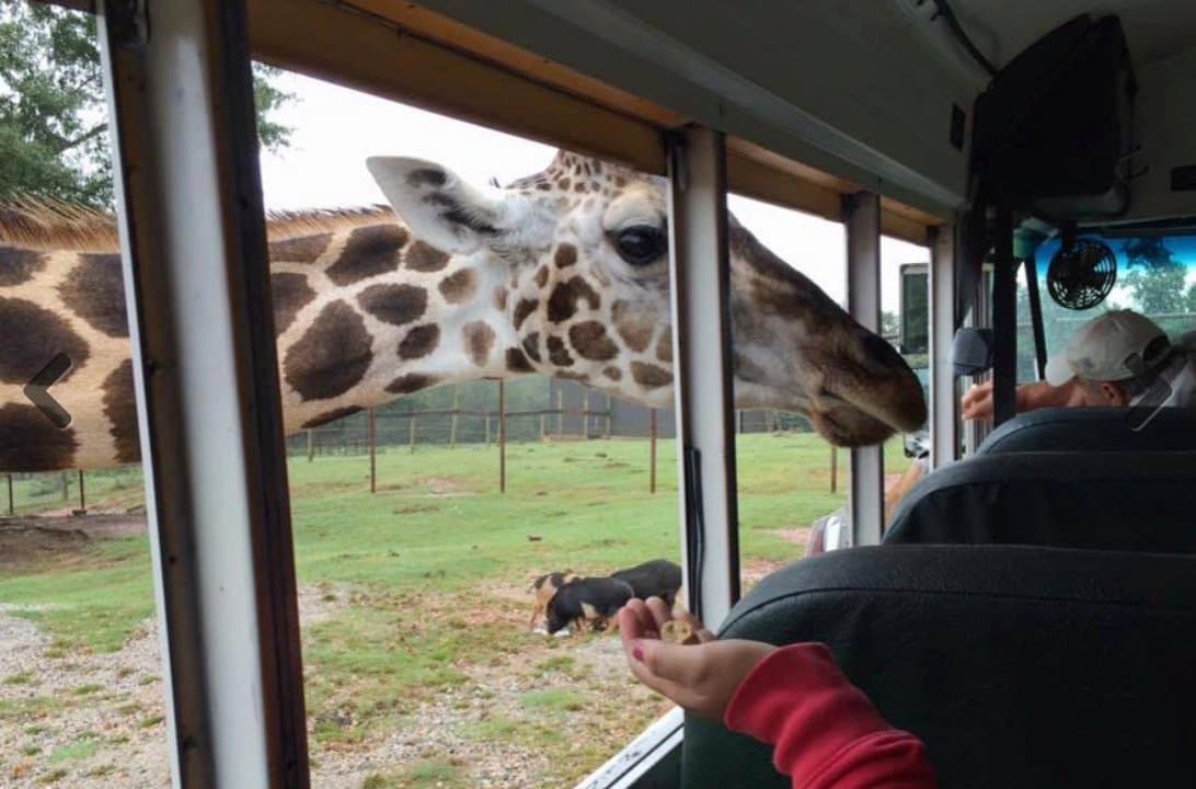 <b>WILD ANIMAL SAFARI</b>. Ubicado en Pine Mountain, podrás viajar en tu auto través de un recorrido de 3.5 millas y ver a cientos de animales. Muchos animales se acercarán a tu vehículo para saludarlos. Enfréntate cara a cara con un camello, un watusi, una cebra o alimenta con la mano a un bisonte americano. Verás alces, búfalos de agua, jirafas y más corriendo libres. El parquet cuenta con 75 especies de animales y más de 450 de ellas en 300 acres. Más sobre el safari, 
<b><a href="https://animalsafari.com/Georgia/product-category/drive-thru-animal-park/" target="_blank">aquí</a></b>.