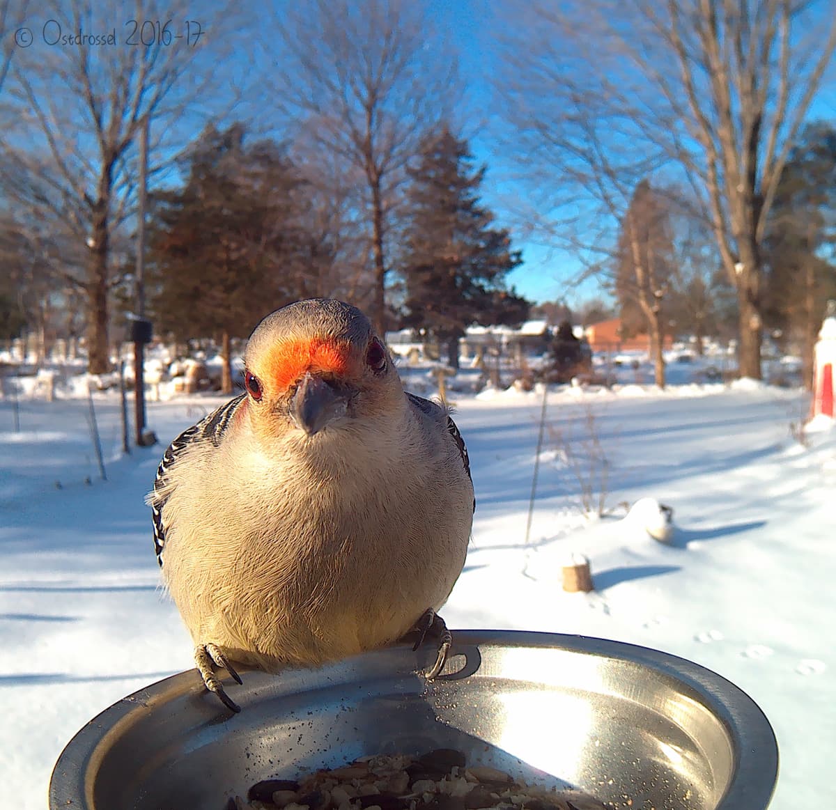 Este carpintero de vientre rojo parece posar para su retrato. Aunque tienen una dieta amplia que incluye frutas o huevos de otras aves, los carpinteros son conocidos por alimentarse de insectos de dentro de la corteza de los árboles que buscan al ‘martillar’ los troncos con su pico.