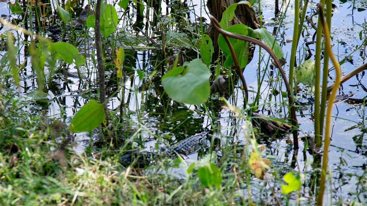 Se recomienda a las personas, en especial a niños y mascotas, mantenerse en los senderos porque están rodeados de pantanos con los caimanes dentro.