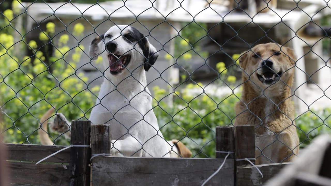 La ley de Texas establece la responsabilidad que deben tener los dueños con sus mascotas, prohíbe el uso de cadenas pesadas, requiere el acceso a agua potable y protección contra condiciones extremas de temperaturas o inclemencia del tiempo como lluvia, fuertes vientos, granizo y nieve.