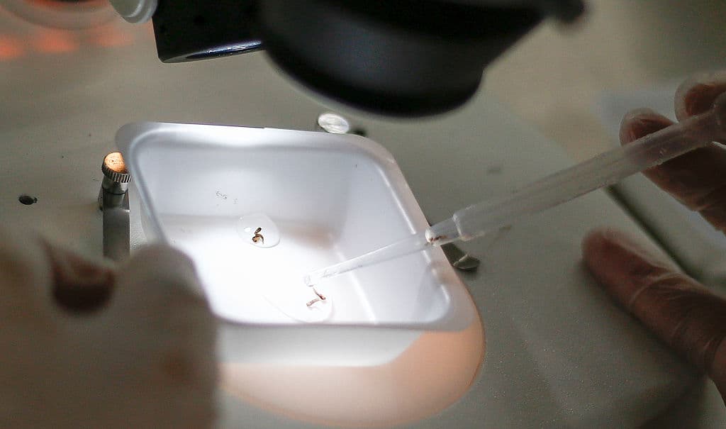 Estudio con ratones sugiere que el zika causa infertilidad en los hombres