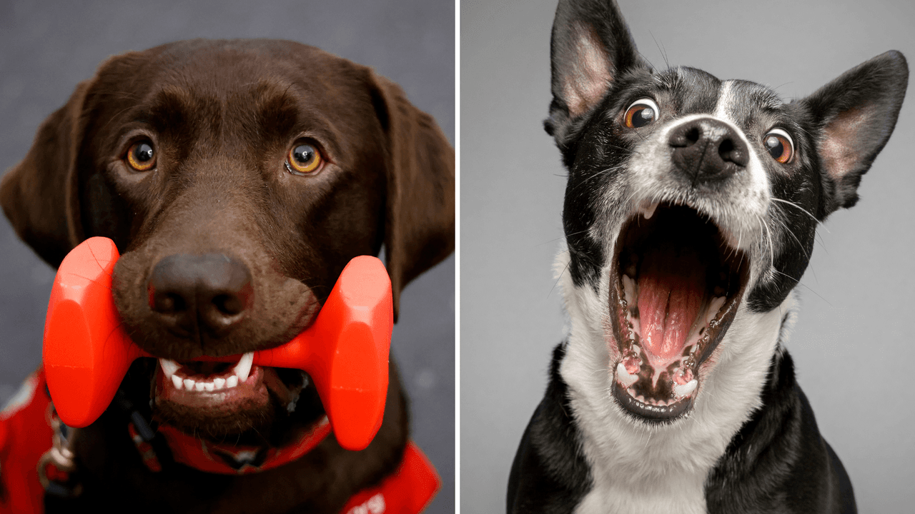 Los ‘lomitos’ salvan vidas: así es como pueden detectar uno de los problemas de salud más comunes