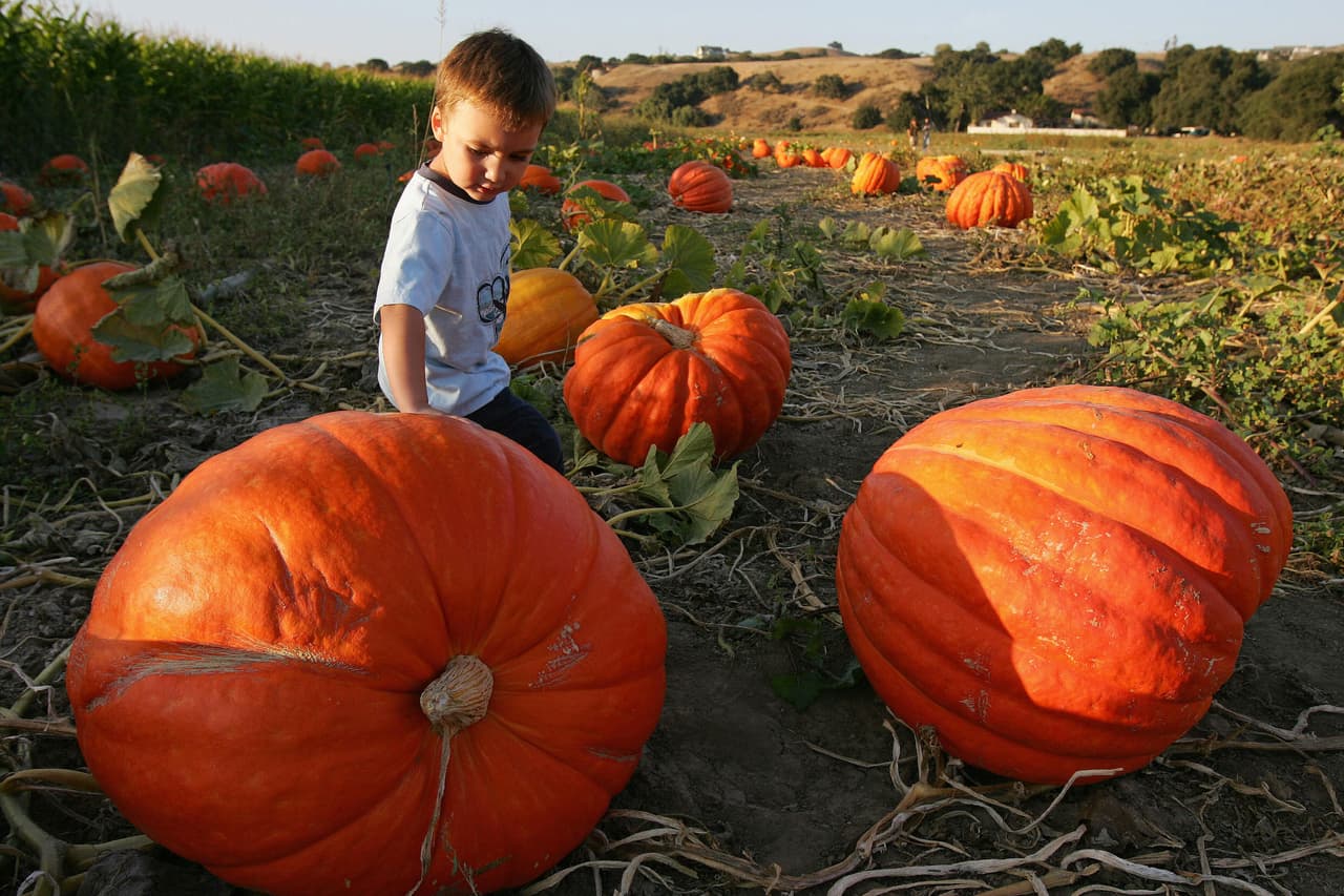 Ya empezó el otoño y con su llegada, la ciudad se empieza a pintar de naranja. Estos son algunos lugares que puedes visitar este fin de semana.