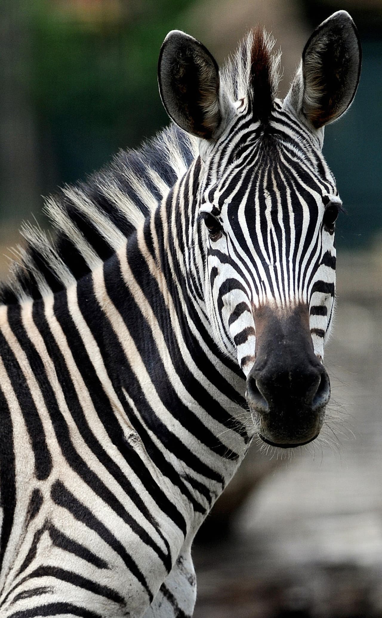 Hay una anécdota que dice que en una ocasión el gobierno le quitó a Escobar algunas cebras, pero él mandó pintar burros y sobornó a los guaruras para intercambiarlos y recuperarlos.