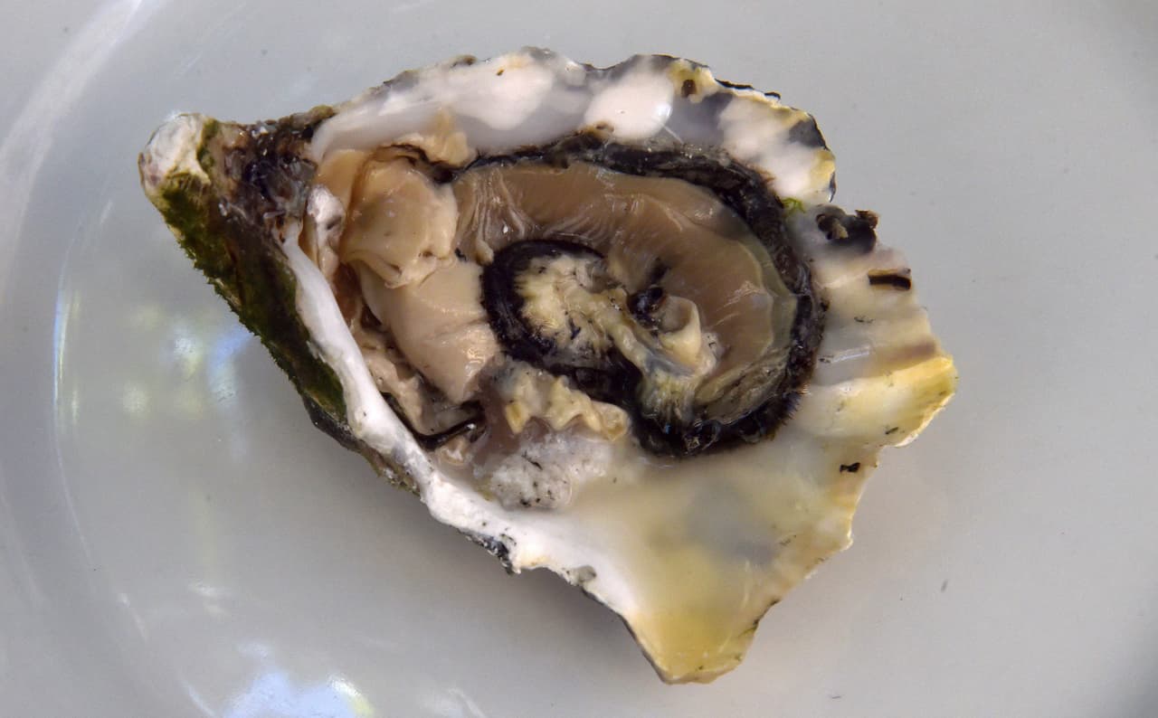 Encuentran ostras contaminadas con peligrosos químicos en la Bahía de Biscayne 