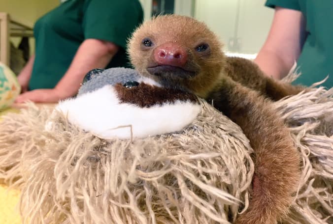 Koda, un pequeño y tierno perezoso te espera en Busch Gardens