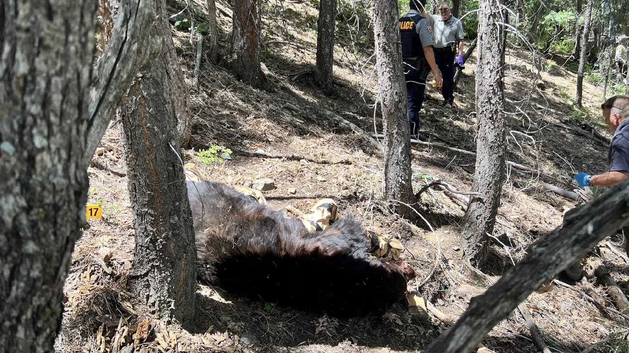 Oso atacó a su víctima cuando tomaba café y la arrastró provocándole fatales heridas