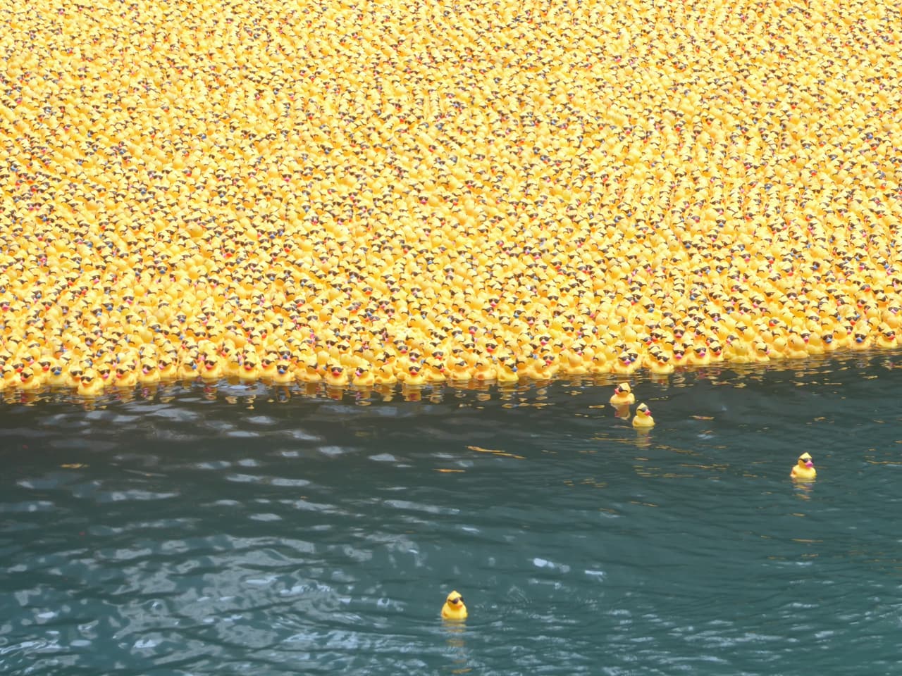 Cada uno de estos patos representa a una persona u organización que los adoptó.