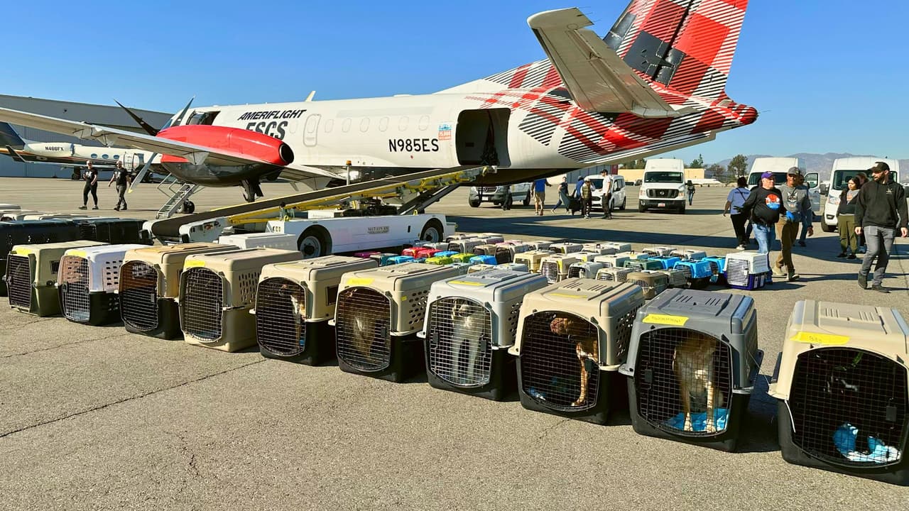 🔥 
<b>La crisis en California sigue:</b> 
<a href="https://www.univision.com/local/los-angeles-kmex/cinco-incendios-arden-en-los-angeles-cambiando-la-historia-de-california" target="_blank">Los incendios devastadores</a> continúan causando estragos, y los refugios de Los Ángeles están desbordados. Con cientos de mascotas de evacuados esperando un lugar donde estar, la situación se ha vuelto desesperante. 
<b>Pero hay esperanza: </b>
<a href="https://www.facebook.com/WingsofRescue/" target="_blank">Wings of Rescue</a>, en colaboración con la 
<a href="https://www.hsnt.org/" target="_blank">Humane Society of North Texas (HSNT)</a>, organizó 
<b>una misión de rescate para transportar a más de 150 mascotas adoptables a un lugar seguro en el norte de Texas.</b>