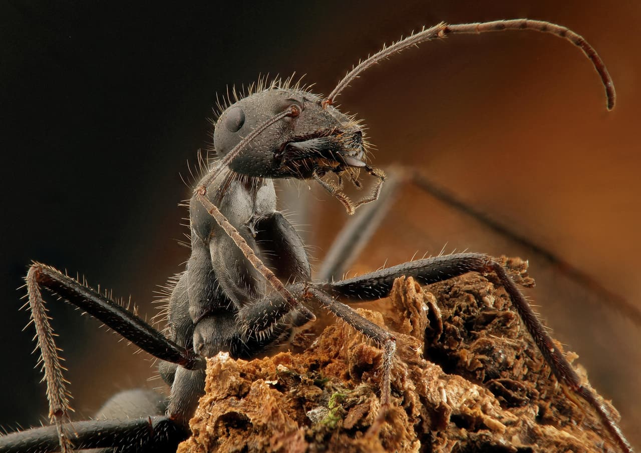 <b>‘Pequeña hormiga’</b>. Segundo lugar en la categoría ‘primer plano extremo’. Esta imagen muestra asombrosamente los detalles de una hormiga en su entorno.