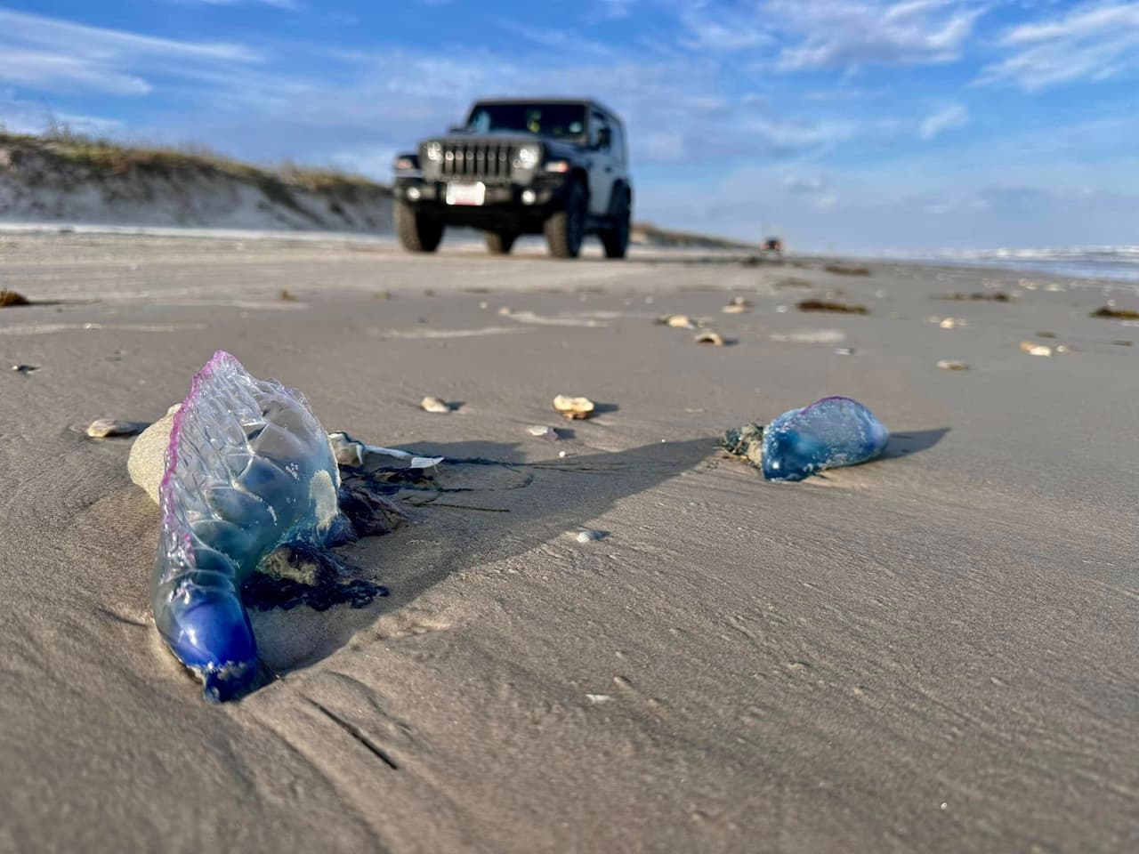 La picadura de estos sifonóforos es muy dolorosa y, según el Harte Research Institute, en una escala de del 1 al 10, la carabela duele un 9.
<br>
<br>Incluso la carabela puede picar estando fuera del océano y sus tentáculos pueden medir hasta 30 pies de largo.