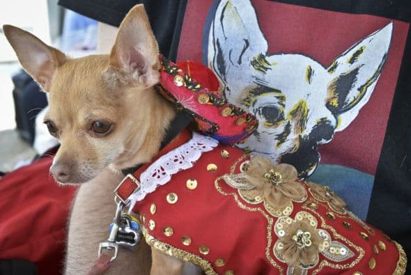 Decenas de perritos se disfrazaron y personificaron en tradicionales vestimentas para festejar el 5 de Mayo.