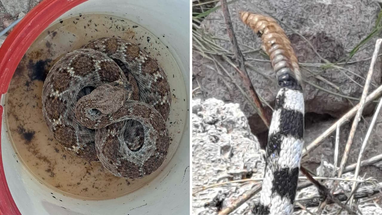 Serpiente sobrevive más de dos años sin comida en un pequeño espacio