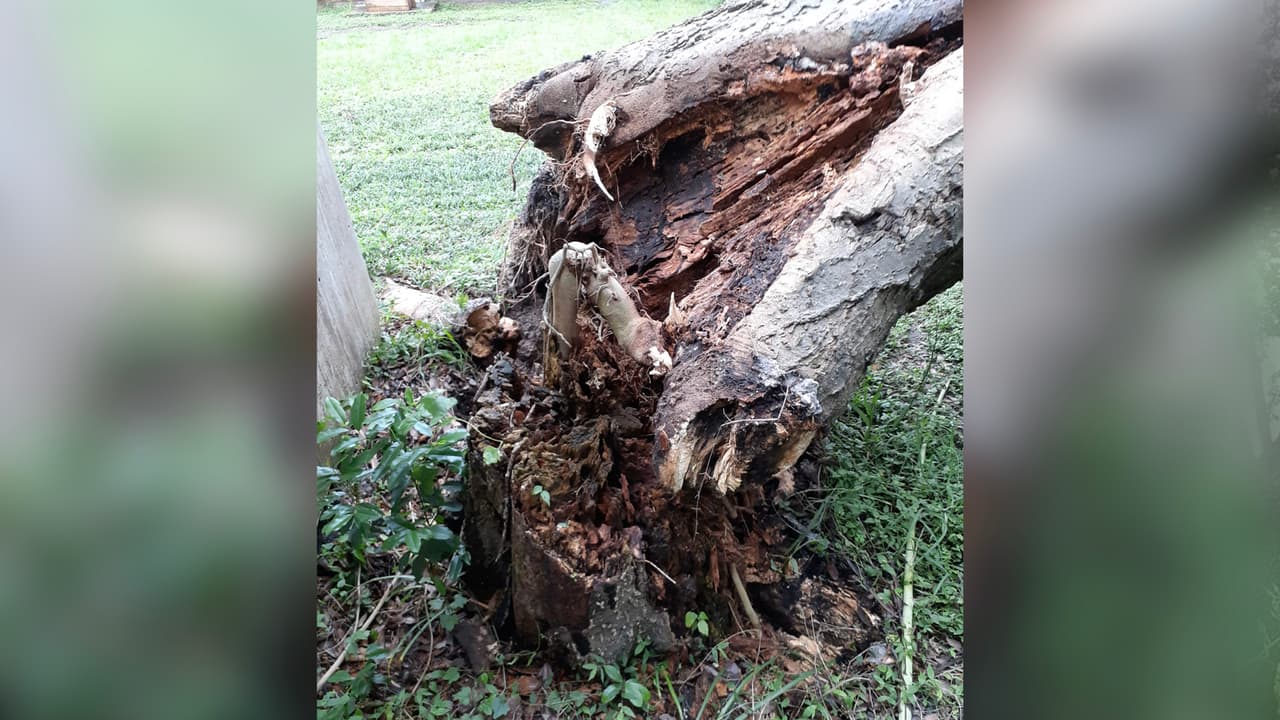 El árbol estaba en la casa de al lado pero cayó al otro lado, afectando el cuarto de depósito.