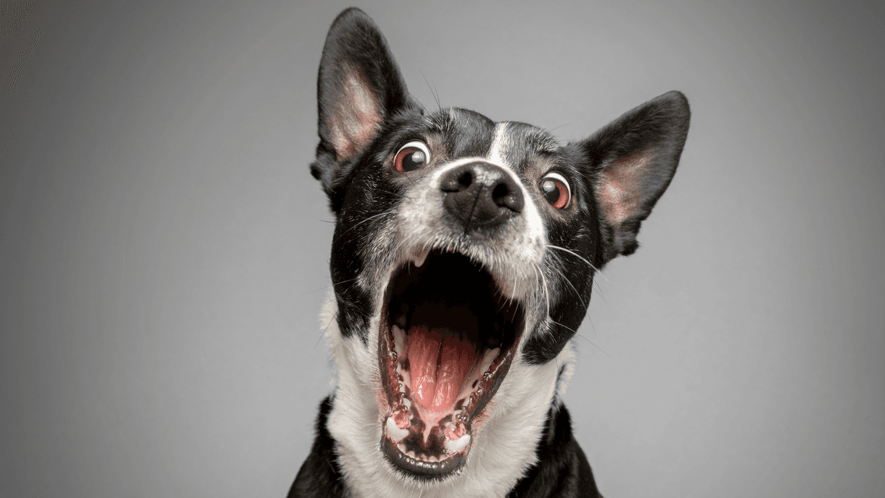 ¿Sabías que los perros alertan antes de que haya un evento de hipoglucemia?