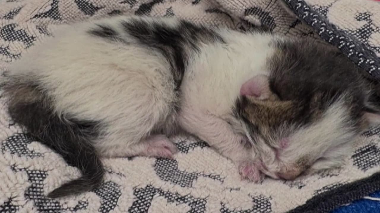 Camada de gatitos sobreviven a un largo viaje en el motor de un vehículo en Los Ángeles