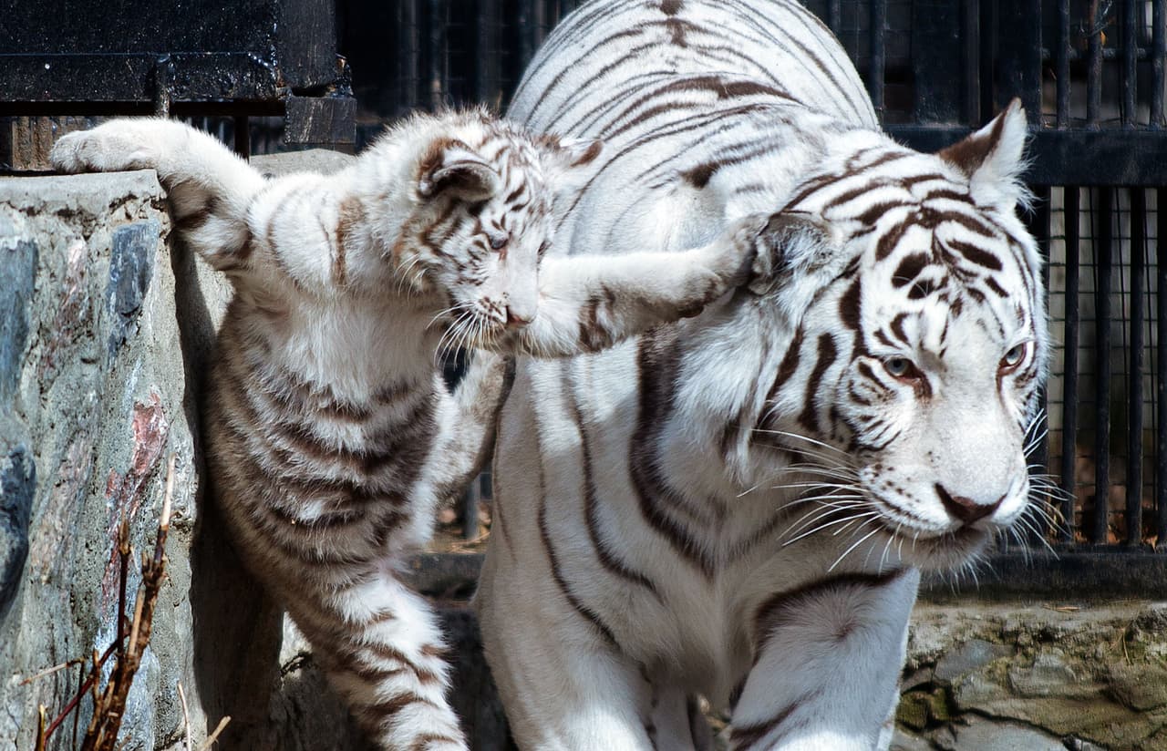 ¡Y ella no tiene más remedio que jugar! Provoca una cómica escena frente a las personas que lo van a ver en el zoológico Novosibirsk.