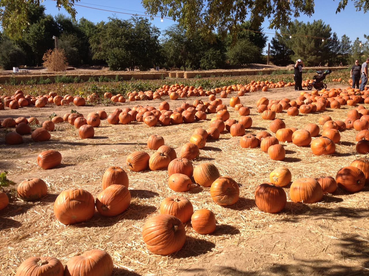 Esta finca está ubicada en 24810 S Rittenhouse Rd, Queen Creek, AZ 85142